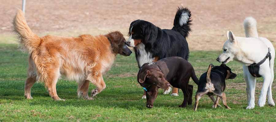 7 Common Dog Park Dangers and How to Avoid Them